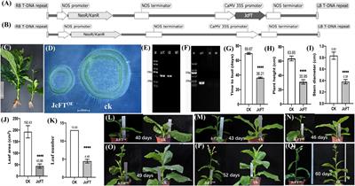 Comprehensive Effects of Flowering Locus T-Mediated Stem Growth in Tobacco